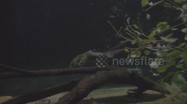 What Makes This Platypus So Unique