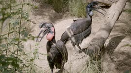 Meet the fierce and fabulous hornbill bird