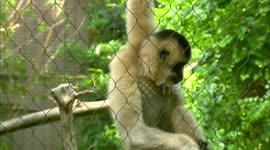Gibbon strange vibes: the weird call of a small monkey