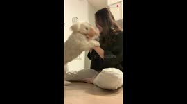 Woman in shock as 'dog translator' app works to perfection on her pup