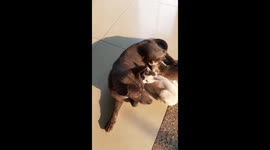 Cats compete to suck the dog's milk