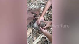 Puppy rescued after head is stuck inside coconut while looking for food