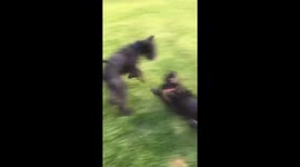 Two black dogs playing together with one of them rolling over being submissive and lying on their back