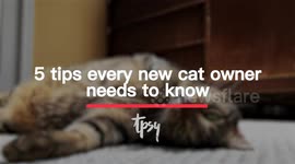 Great tips for first-time cat owners