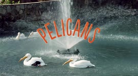 That’s a Big Bite! How Pelicans Can Swallow Fish Whole