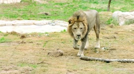 How to train a lion