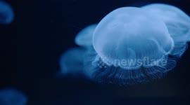 Inside the wonderful world of jellyfish