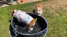 Corgi dressed as an Easter Bunny plays in a tub of ice