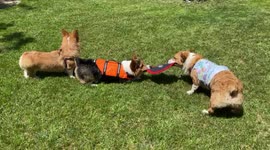Cute corgis playing keep away with a frisbee in the grass