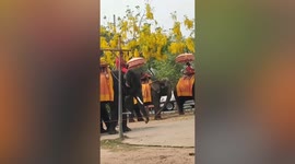 Police investigate elephant handler seen repeatedly hitting animal in the head with a hook