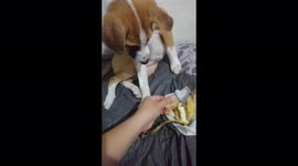 My dog like to ear Banana
