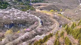 Spectacle of nature in China: train passes through infinite rows of cherry blossom trees