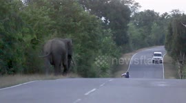 Elephant strays on road, attacks passers-by in Sri Lanka