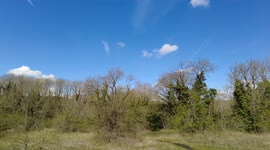 woodland on sunny day birds can be heard as camera pans round.