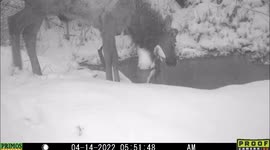 Three antlerless bull elk attempt to drink from a frozen pond during an April snowstorm in Idaho.