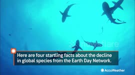 Earth Day: 4 startling facts about the decline in global species