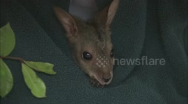 Meet the kidney bean size ball of cute parma wallaby