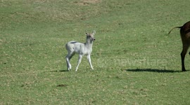 Taking care of leucistic animal can be challenging for these zookeepers