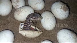 ‘Mystery’ eggs finally hatch after 9 months - and look at those cute baby lizards!