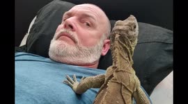 Cheeky lizard pinches strawberry right out of owner's mouth