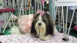 Domesticated animals of all shapes and sizes spotted at pet show in Thailand