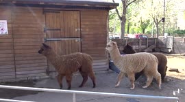 Crias return to their shed at the end of Easter Saturday at Vauxhall City Farm