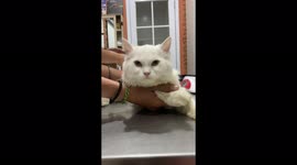Brave And Strong 6 Months Old Kitten Took Her 3rd Vaccine at Pet Clinic