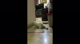 Happy 6 Months Old White Persian Kitten Playing Marble Alone