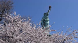 Cherry Blossoms and the Statue of Liberty. Springtime, Easter Weekend.