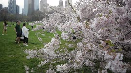 Cherry Blossoms in Central Park, New York City, Springtime on Easter Weekend.