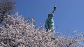 New York's cherry blossoms in full swing at the Statue of Liberty and in Central Park