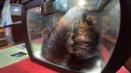 Himalayan monastery displays object claiming to be skull of YETI that was debunked by Sir Edmund Hillary