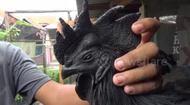 This breed of rare chicken that is all black sells for over $600 each in Indonesia