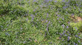 Public Showing Little Respect For Bluebell Wood