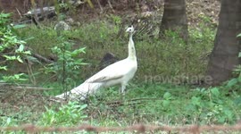 A very rare White peacock (Leucistic peafowl) spotted in South India