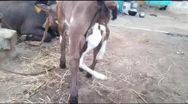 A calf in South India is born with six legs