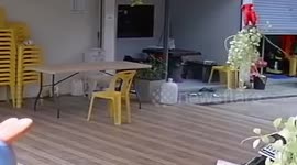 Cheeky stray dog steals food from garden table in Thailand