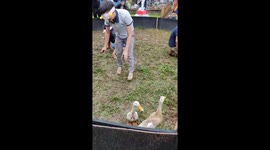 Bizarre Vietnamese festival Blindfold catch pig and catch ducks in the circle
