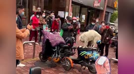 Look what a dog can do when it gets impatient waiting for its owner