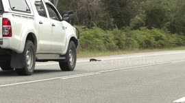 Pregnant snake-necked turtles risk life to cross busy Australian road to lay eggs