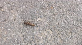 Caterpillar Vs Ants