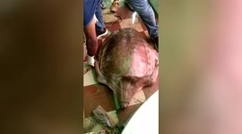Rare turtle rescued from smugglers in eastern India