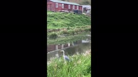 Swan spots heron basking on side of canal, and chases it off