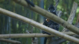 What Exactly Is ‘Alloparenting’ and Why Is It Common Among These Specific Animals?