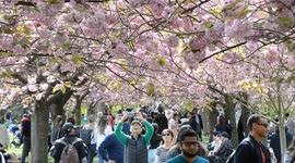 Londoners enjoy cherry blossom season in Greenwich Park