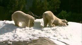 Polar bears have best time destroying snow sculptures
