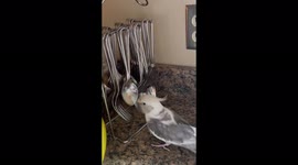 Parrot attacks silverware and yells at forks, spoons and knives