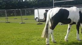 Horse was eating the grass on this hot day in April