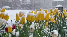 US: Easter Monday Snow Blankets Parts Of Mid-Atlantic