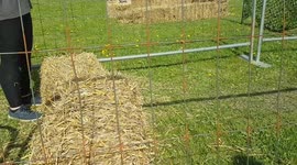 Springer Spaniel Dog jumps over Hay after the toys